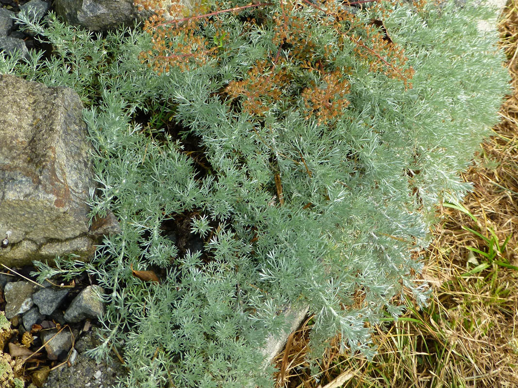 Artemisia nitida 'Glacialis'
